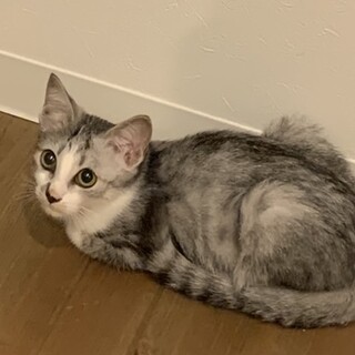 【一時停止】ぬいぐるみみたいな男の子★2〜3ヶ月★