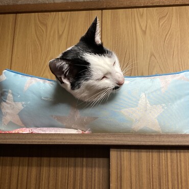 冷感ベッドで寝るミー
