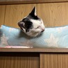 冷感ベッドで寝るミー