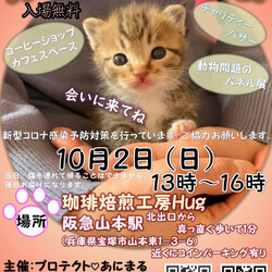保護猫の譲渡会
