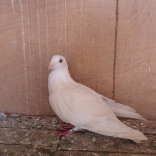 飛べない白い鳩