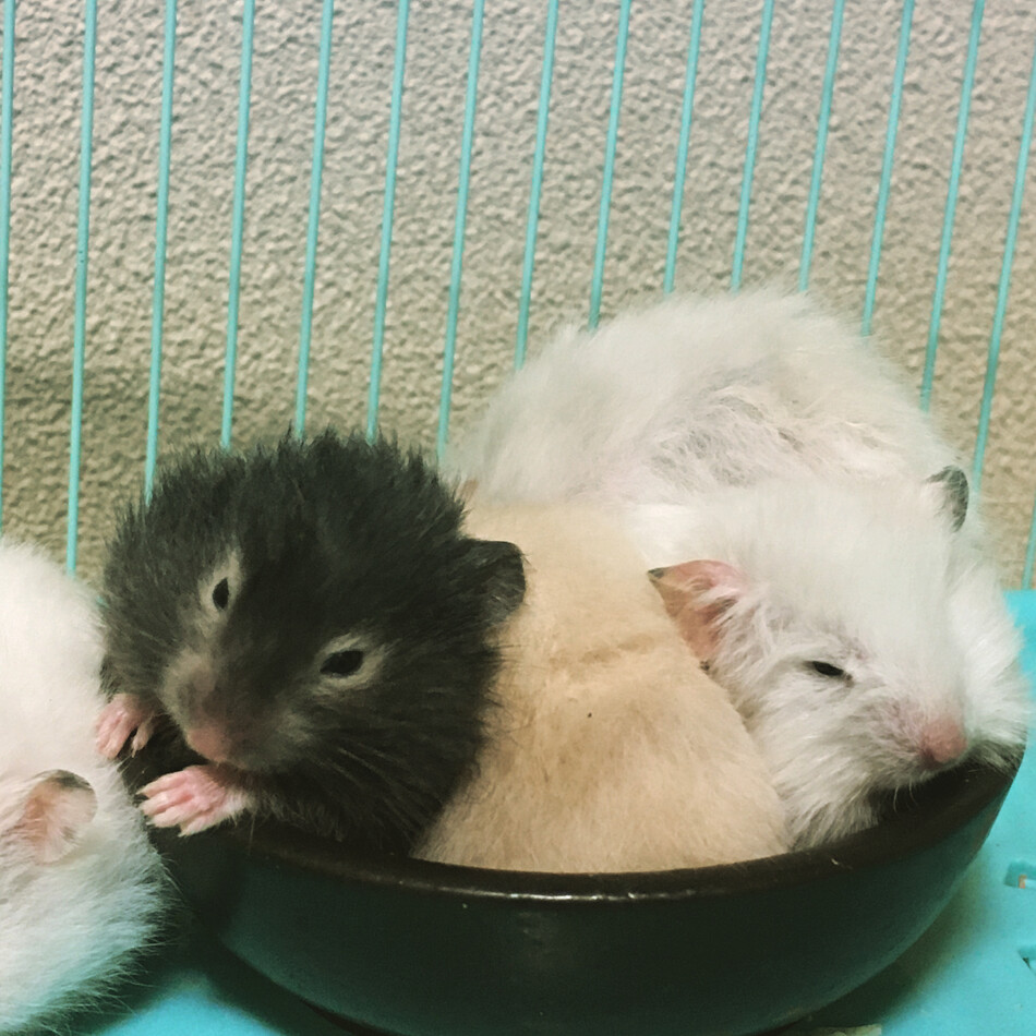 ハムスターのカバー写真