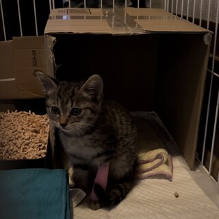 1ヶ月くらいの女のです