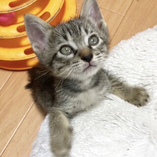 おもちゃ大好き！くりくりお目々君1ヶ月半