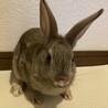 2匹の子ウサギ里親募集 サムネイル2