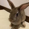 2匹の子ウサギ里親募集 サムネイル3