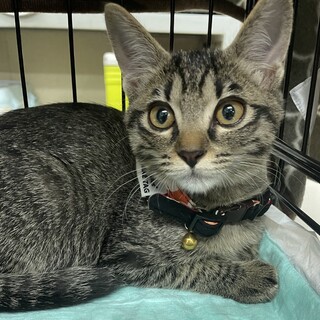 募集停止　キジ女子おこげ