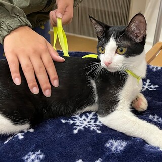 里親決定。ムーニー君