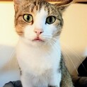 【キシマ】おかげさまで里親さまが決まりました。