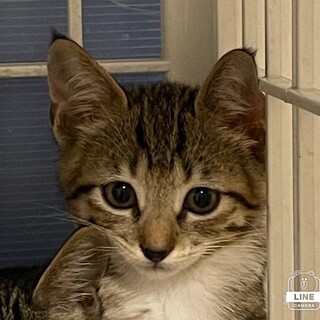 美少女タコラちゃん