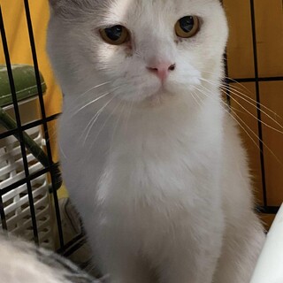 ベタ慣れの甘えたさんつばさ君