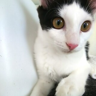 ハチワレ美猫♥️ゴロゴロのキアラちゃん(4ヶ月)