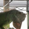 グリーンイグアナ