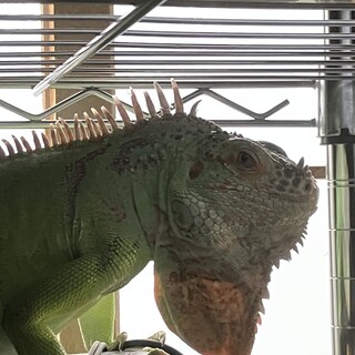 グリーンイグアナ