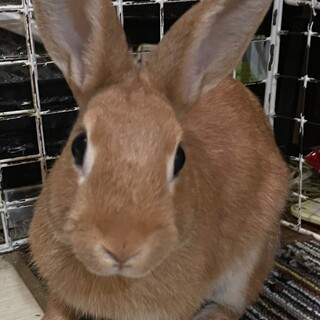 ネザーランドドワーフ６ヶ月の女の子