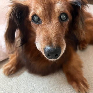 人が大好き！おおらかなダックス君