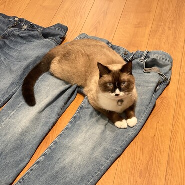 トキトン２歳になりました！立派なメンズ猫さんですが、相変わらずの甘えん坊です(๑･̑◡･̑๑)