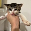 キジ白 しーちゃん♀(仮)