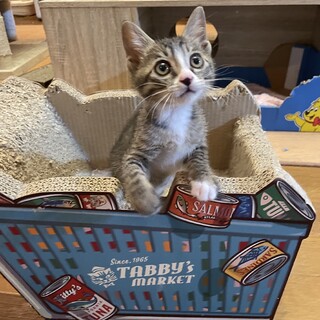 美人なキジ白ちゃん