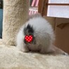 ♡ちっちゃな尻尾がチャームポイント♡ サムネイル5