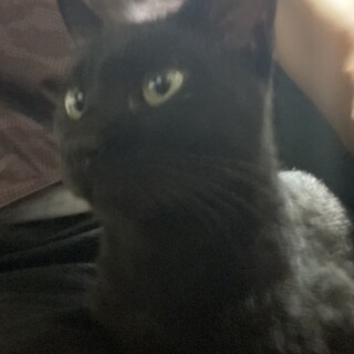 黒猫 5~6ヶ月くらいの子猫 人懐っこい性格