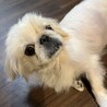 ペキニーズのエイぴレちゃん サムネイル3