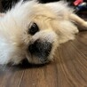 ペキニーズのエイぴレちゃん サムネイル4
