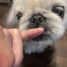 ペキニーズのエイぴレちゃん サムネイル5