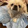 ペキニーズのエイぴレちゃん サムネイル6