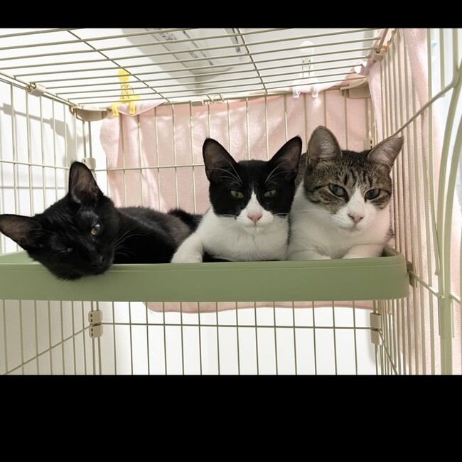 ハルイチねこ部のカバー写真