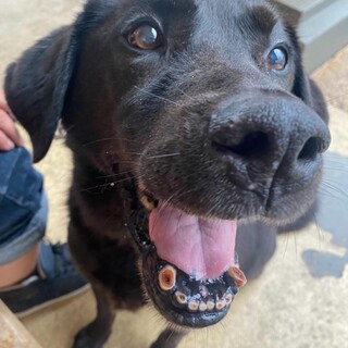 元気なシニアラブのりくくん