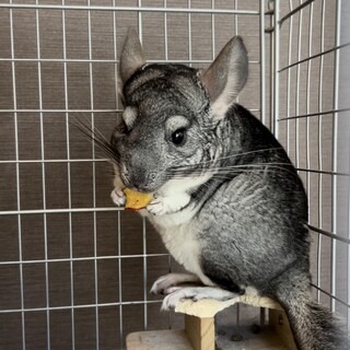 チンチラの里親探しています。