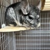 チンチラの里親探しています。 サムネイル2