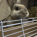 ネザーランドドワーフのオスのロンくん