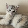 募集一時停止  ❤️ 不思議ちゃんのしらす サムネイル3