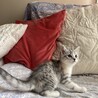 募集一時停止  ❤️ 不思議ちゃんのしらす サムネイル5