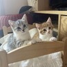 募集一時停止  ❤️ 不思議ちゃんのしらす サムネイル7