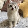 募集一時停止  ❤️ 不思議ちゃんのしらす サムネイル2