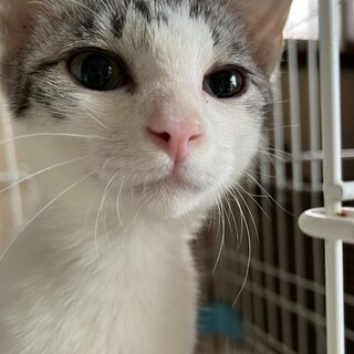 里親決定。サバ白猫チーズ君