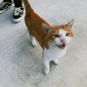 茶白成猫里親募集