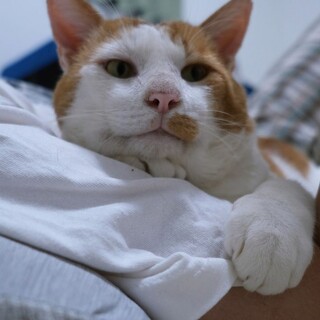 人間の腕枕が大好き！甘えん坊な茶白猫 きなこ餅くん