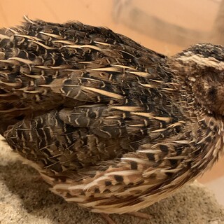 ★うずら里親募集です★