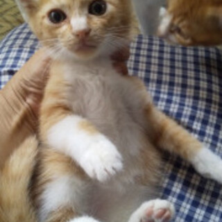 ちょっと短足？ちびっこ茶白君②