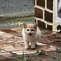 子猫の里親になってくださる方を探しています。