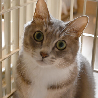 ブルータビー＆ホワイトくん（多頭飼育崩壊）