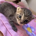 1ヶ月キジトラあかちゃん♡甘えたの男の子【神戸市】
