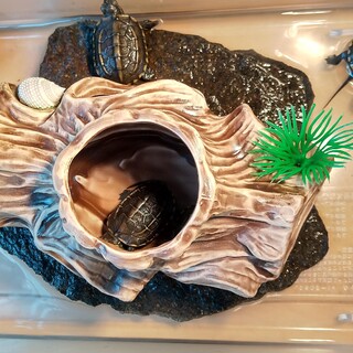 クサガメの赤ちゃん ９月上旬生まれ