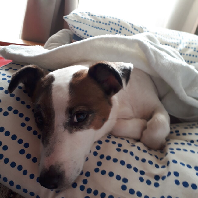 Freemandolinmanのカバー写真