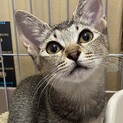 抱っこ大好き　性格◎