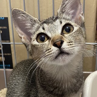 抱っこ大好き　性格◎